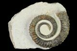 Early Devonian Ammonoid (Anetoceras) - Tazarine, Morocco #154699-1